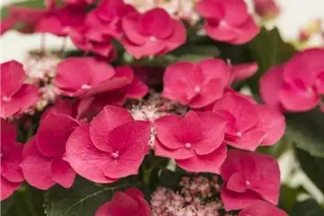 Tellerhortensie 'Cherry Explosion' ® - Hydrangea macrophylla 'Cherry Explosion' ®