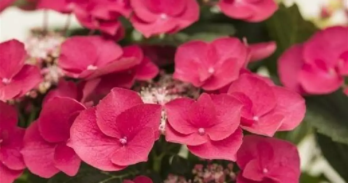 Hydrangea macrophylla 'Cherry Explosion' ®