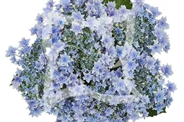 Bauernhortensie 'Floria Blue'® - Hydrangea macrophylla 'Floria Blue'®