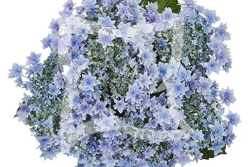 Bauernhortensie 'Floria Blue'® - Hydrangea macrophylla 'Floria Blue'®