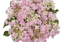 Bauernhortensie 'Floria Pink'® - Hydrangea macrophylla 'Floria Pink'®