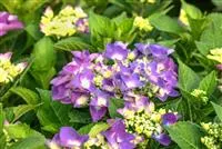 Hydrangea macrophylla 'Frisbee'® Purple Hydrangea macrophylla 'Frisbee'® Purple