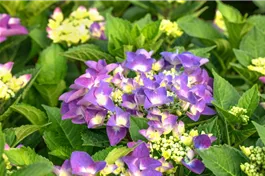 Tellerhortensie 'Frisbee'® Purple - Hydrangea macrophylla 'Frisbee'® Purple