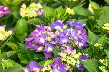 Tellerhortensie 'Frisbee'® Purple - Hydrangea macrophylla 'Frisbee'® Purple