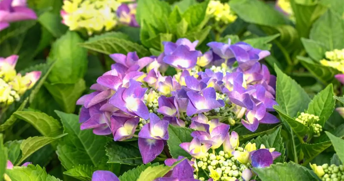 Hydrangea macrophylla 'Frisbee'® Purple