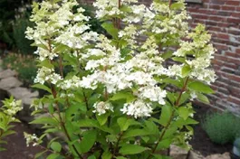 Rispenhortensie 'Confetti'® - Hydrangea paniculata 'Confetti'®