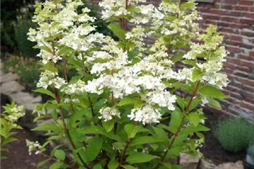 Hydrangea paniculata 'Confetti'®
