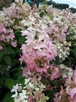 Hydrangea paniculata 'Confetti'®
