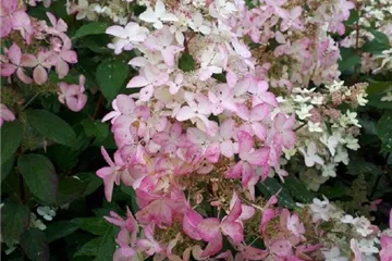 Hydrangea paniculata 'Confetti'®