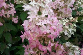 Rispenhortensie 'Confetti'® - Hydrangea paniculata 'Confetti'®