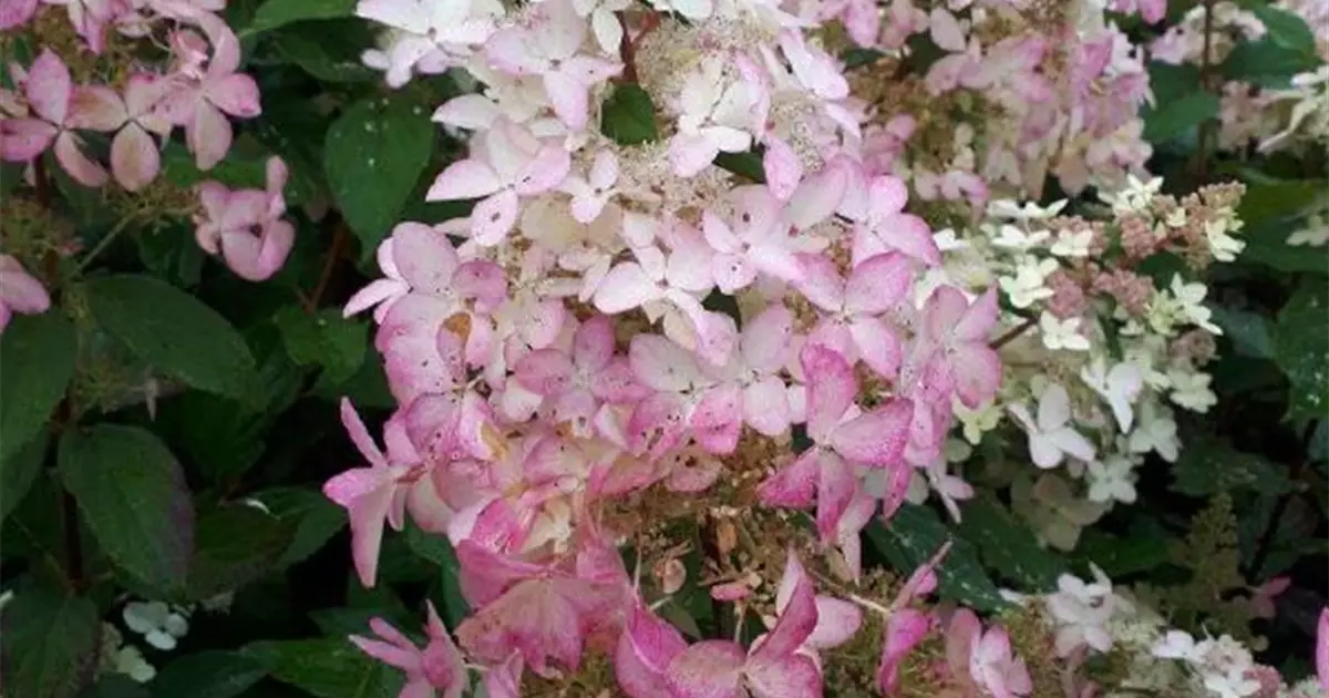 Hydrangea paniculata 'Confetti'®