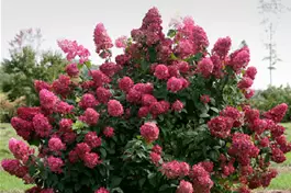 Rispenhortensie 'Fire Light'® - Hydrangea paniculata 'Fire Light'®