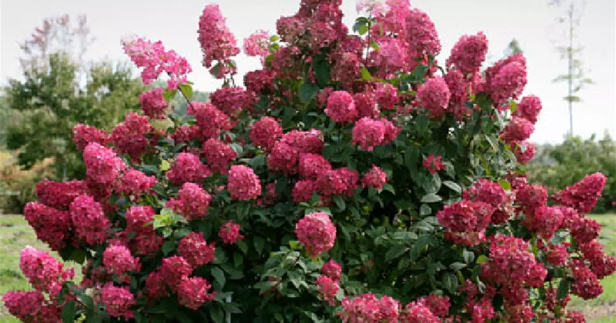 Hydrangea paniculata 'Fire Light'®