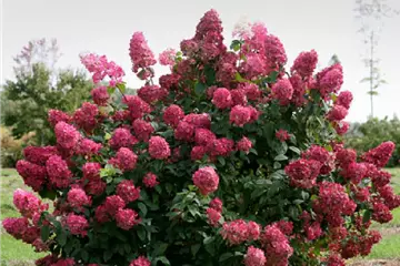 Hydrangea paniculata 'Fire Light'®