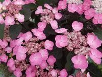 Hydrangea serrata 'Daredevil'® Hydrangea serrata 'Daredevil'®