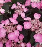 P2002125_1.jpg