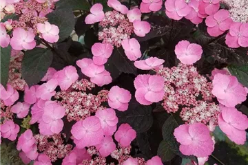 Kleinwüchs.Gartenhortensie 'Daredevil'® - Hydrangea serrata 'Daredevil'®