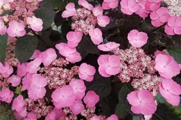 Kleinwüchs. Buschhortensie 'Daredevil'® - Hydrangea serrata 'Daredevil'®