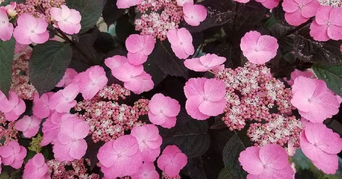 Hydrangea serrata 'Daredevil'®