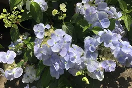 Girlanden-Hortensie 'French Bolero'® blau - Hydrangea macr. x scandens 'French Bolero'® blau