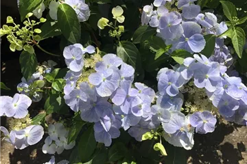 Girlanden-Hortensie 'French Bolero'® blau - Hydrangea macr. x scandens 'French Bolero'® blau