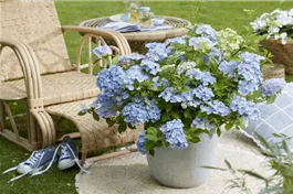 Girlanden-Hortensie 'French Bolero'® blau - Hydrangea macr. x scandens 'French Bolero'® blau
