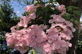 Girlanden-Hortensie 'French Bolero'® rosa - Hydrangea macr. x scandens 'French Bolero'® rosa