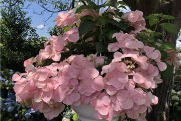 Girlanden-Hortensie 'French Bolero'® rosa - Hydrangea macr. x scandens 'French Bolero'® rosa