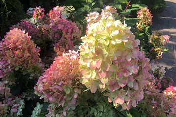 Hydrangea paniculata 'Graffiti'®
