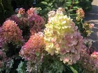 Hydrangea paniculata 'Graffiti'®