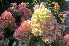 Rispenhortensie 'Graffiti'® - Hydrangea paniculata 'Graffiti'®