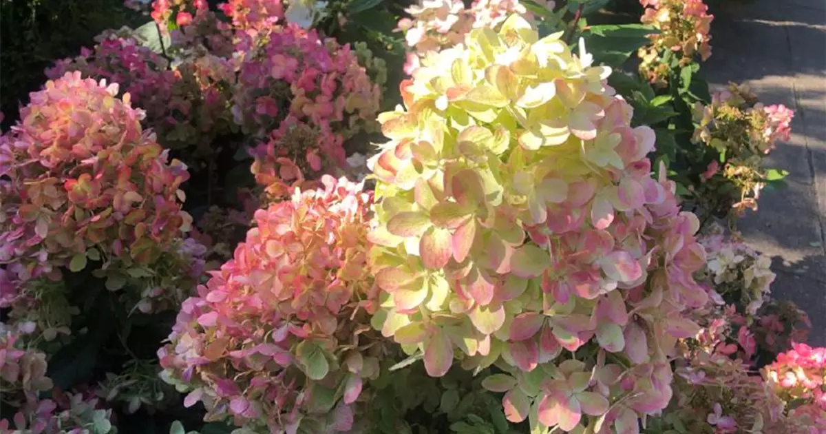 Hydrangea paniculata 'Graffiti'®