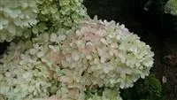 Hydrangea paniculata 'Magical Candle'®