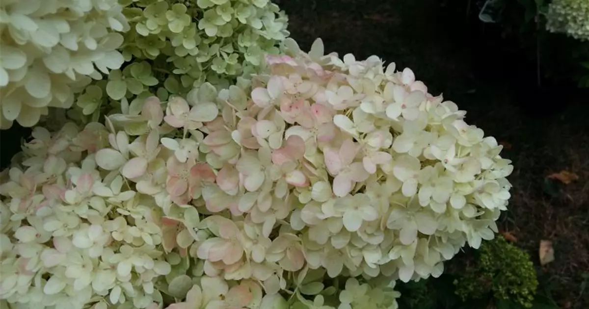 Hydrangea paniculata 'Magical Candle'®