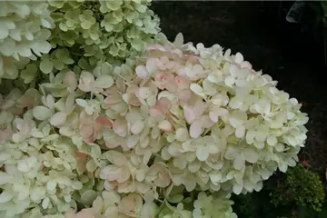 Hydrangea paniculata 'Magical Candle'®