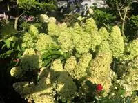 Hydrangea paniculata 'Magical Lime Sparkle'®