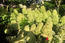 Zwerg-Rispenhortensie 'Magical Lime Sparkle'® - Hydrangea paniculata 'Magical Lime Sparkle'®