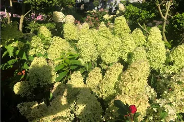 Hydrangea paniculata 'Magical Lime Sparkle'®
