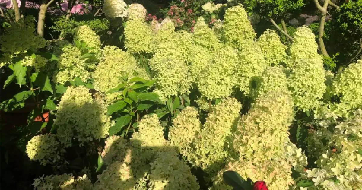 Hydrangea paniculata 'Magical Lime Sparkle'®