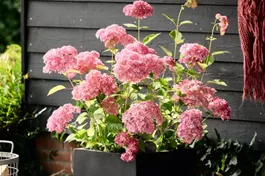 Schneeballhortensie 'Magical Dark Pink'® - Hydrangea arborescens 'Magical Dark Pink'®