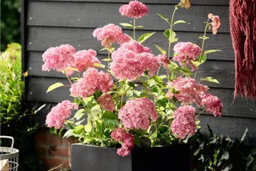 Schneeballhortensie 'Magical Dark Pink'® - Hydrangea arborescens 'Magical Dark Pink'®