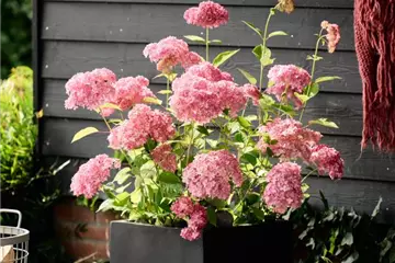 Schneeballhortensie 'Magical Dark Pink'® - Hydrangea arborescens 'Magical Dark Pink'®