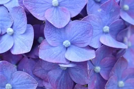 Ballhortensie Endless Summer 'Summer Love'® lila - Hydrangea macr. Endless Sum. 'Summer Love'® lila