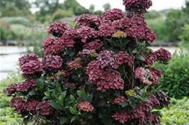 Bauernhortensie 'Magical Chocolate'® - Hydrangea macrophylla 'Magical Chocolate'®