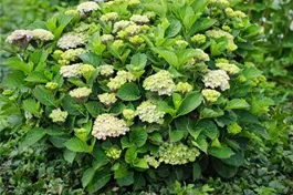 Bauernhortensie 'Magical Green Revolution'® - Hydrangea macrophylla 'Magical Green Revolution'®