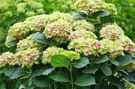 Bauernhortensie 'Magical Jewel'® rosa - Hydrangea macrophylla 'Magical Jewel'® rosa