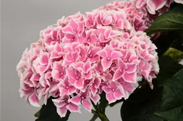 Bauernhortensie 'Magical Orion'® - Hydrangea macrophylla 'Magical Orion'®
