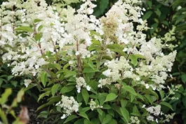 Rispenhortensie 'Magical Himalaya'® - Hydrangea paniculata 'Magical Himalaya'®