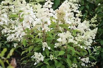 Hydrangea paniculata 'Magical Himalaya'®