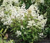 Hydrangea paniculata 'Magical Himalaya'®